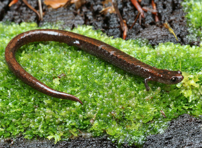 Slender Salamander